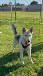 Lost Female Dog last seen Lake mead and vegas blvd, North Las Vegas, NV 89030
