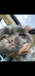 Lost Female Dog last seen Washington st, Wilmington, DE 19802