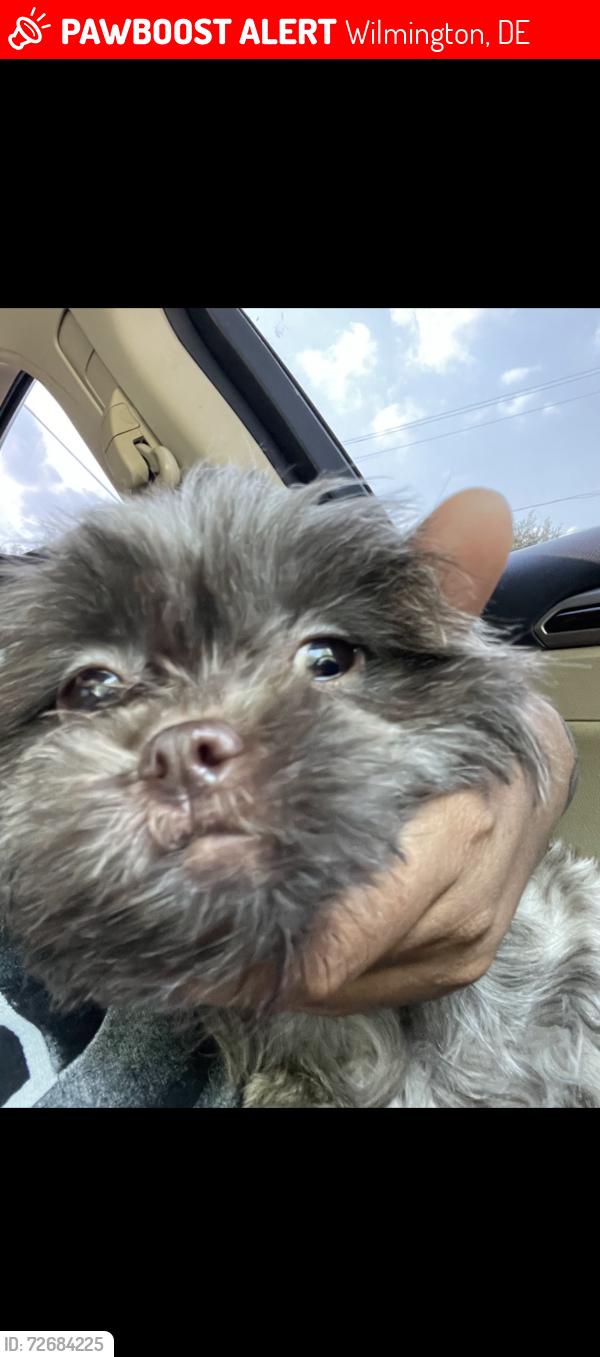 Lost Female Dog last seen Washington st, Wilmington, DE 19802