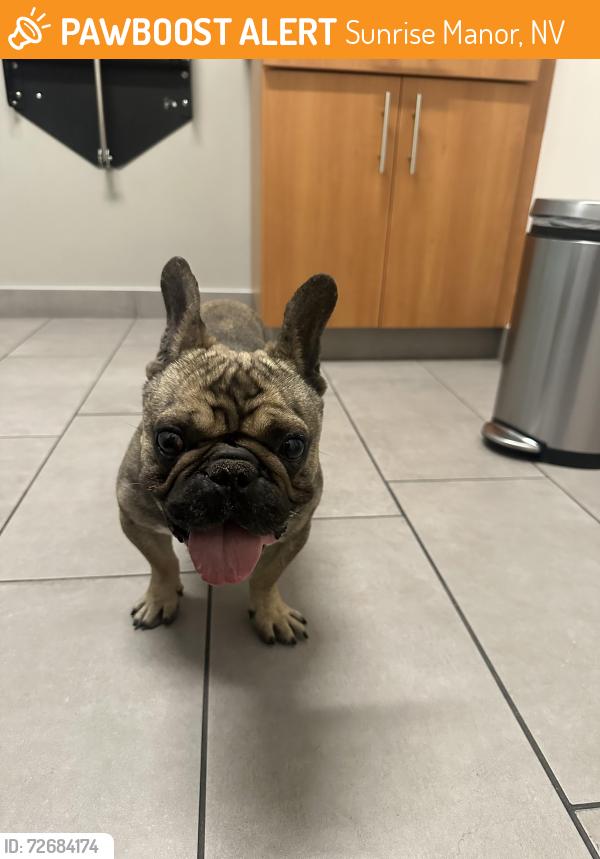 Found/Stray Male Dog last seen Sunrise high school , Sunrise Manor, NV 89110