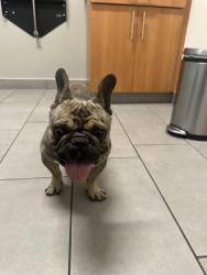 Found/Stray Male Dog last seen Sunrise high school , Sunrise Manor, NV 89110