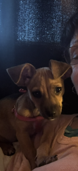 Lost Female Dog last seen Walmart on lower sac, Lodi, CA 95258