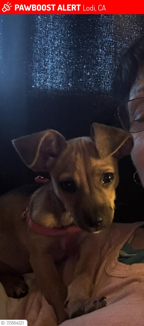 Lost Female Dog last seen Walmart on lower sac, Lodi, CA 95258