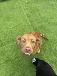 Found/Stray Female Dog last seen Richmond Dr , Miami-Dade County, FL 33187