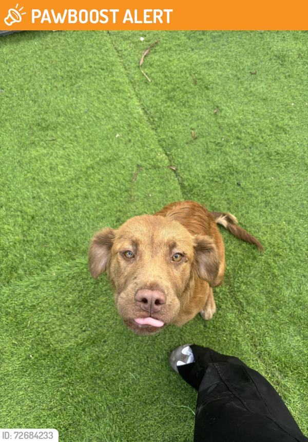 Found/Stray Female Dog last seen Richmond Dr , Miami-Dade County, FL 33187
