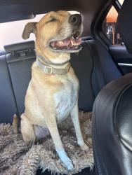 Found/Stray Female Dog last seen Emerald and Everts , San Diego, CA 92109