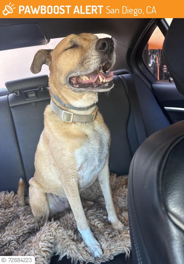 Found/Stray Female Dog last seen Emerald and Everts , San Diego, CA 92109