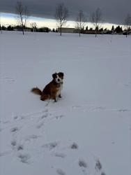 Lost Male Dog last seen Cedarbrae/oakridge/braeside, Calgary, AB T2W 3G8