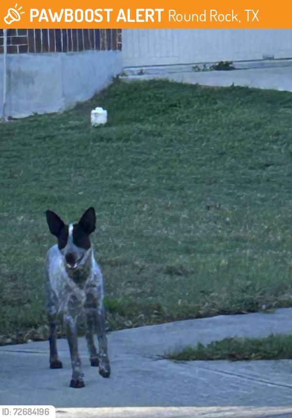 Found/Stray Male Dog last seen Sus Pl & Chandler Creek, Round Rock, TX 78665
