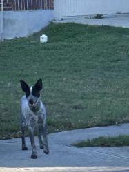 Found/Stray Male Dog last seen Sus Pl & Chandler Creek, Round Rock, TX 78665