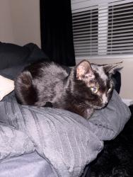 Found/Stray Male Cat last seen Capper Landing apmts , Jacksonville, FL 32218