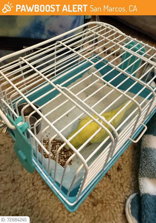 Found/Stray Unknown Bird last seen buena creek , San Marcos, CA 92069