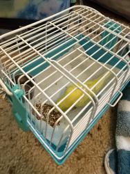 Found/Stray Unknown Bird last seen buena creek , San Marcos, CA 92069