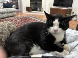Lost Male Cat last seen Piedmont Parkway , Jamestown, NC 27282