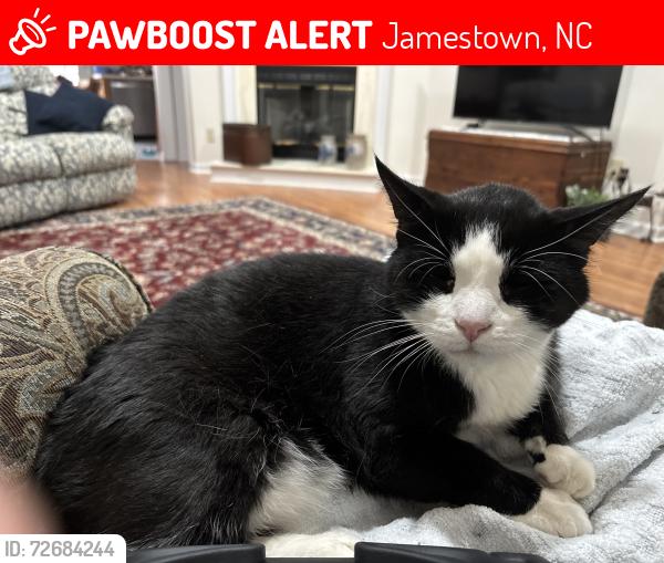 Lost Male Cat last seen Piedmont Parkway , Jamestown, NC 27282