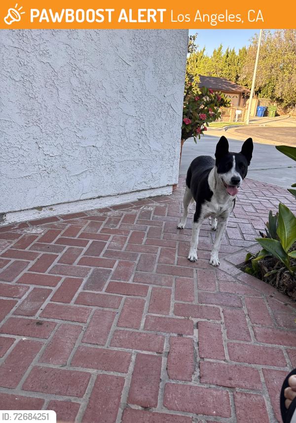 Found/Stray Female Dog last seen Covello and Kelvin, Los Angeles, CA 91306