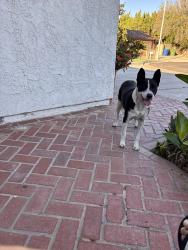Found/Stray Female Dog last seen Covello and Kelvin, Los Angeles, CA 91306