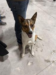 Found/Stray Male Dog last seen Inler Business Park, Lubbock, TX 79416