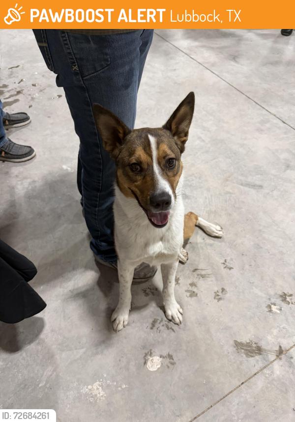 Found/Stray Male Dog last seen Inler Business Park, Lubbock, TX 79416