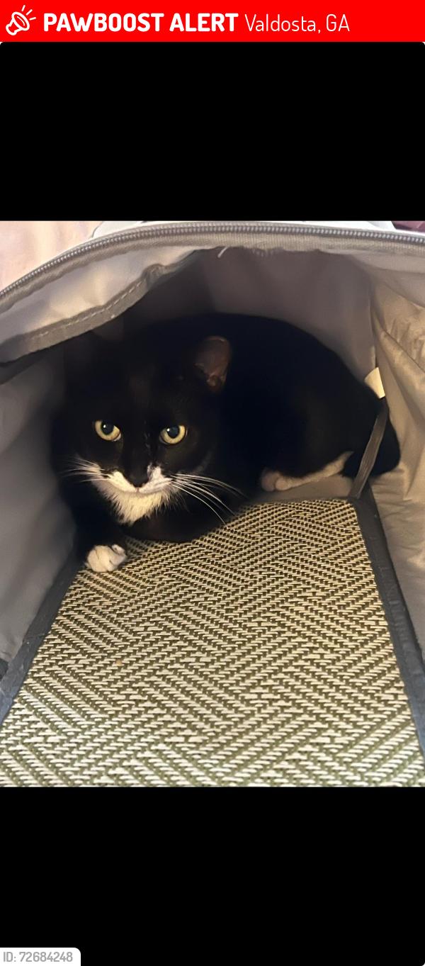 Lost Female Cat last seen Near Hampton Drive Valdosta GA, Valdosta, GA 31605
