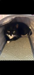 Lost Female Cat last seen Near Hampton Drive Valdosta GA, Valdosta, GA 31605