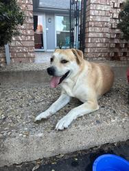 Found/Stray Male Dog last seen Ward and Neely, Midland, TX 79708