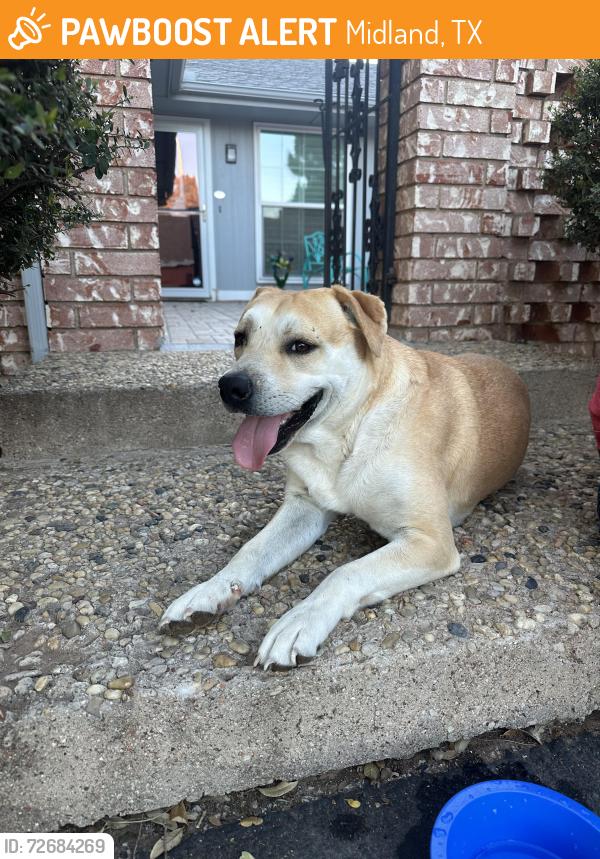 Found/Stray Male Dog last seen Ward and Neely, Midland, TX 79708