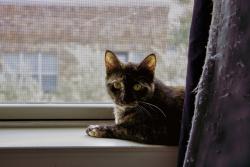 Lost Female Cat last seen Cotton wood park, little elm Texas., Little Elm, TX 75068