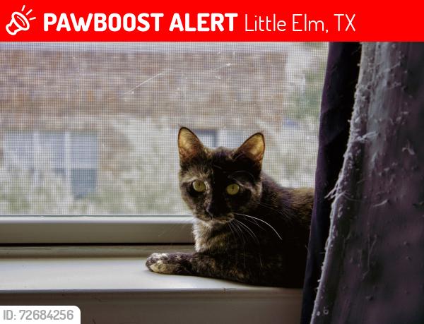 Lost Female Cat last seen Cotton wood park, little elm Texas., Little Elm, TX 75068