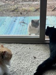 Found/Stray Unknown Cat last seen Eastridge, Henrico, VA 23229