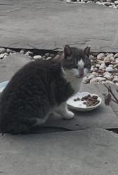 Found/Stray Unknown Cat last seen North Woods Lane, Northwest Harbor, NY 11937