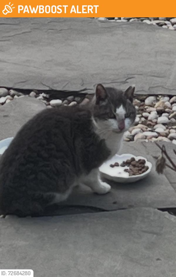 Found/Stray Unknown Cat last seen North Woods Lane, Northwest Harbor, NY 11937