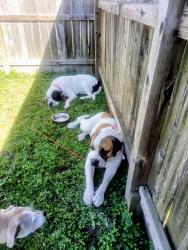 Found/Stray Male Dog last seen Broadway Street, Houston, TX 77017