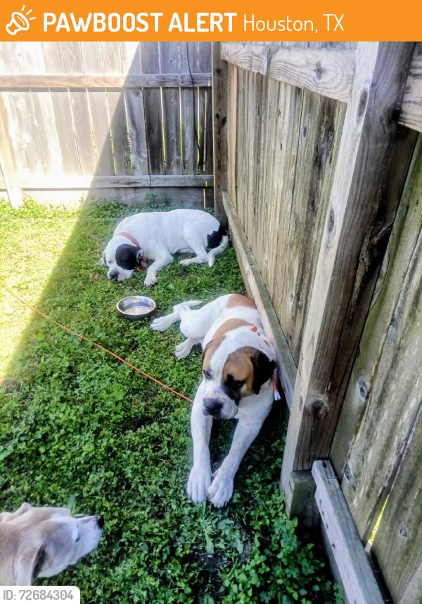 Found/Stray Male Dog last seen Broadway Street, Houston, TX 77017