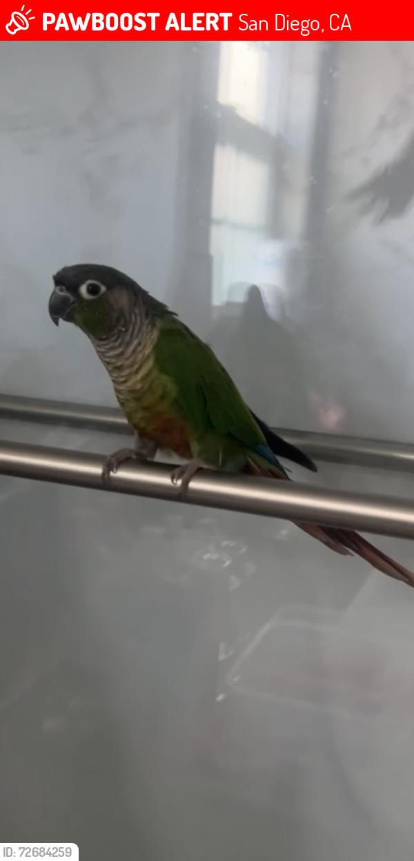 Lost Male Bird last seen Near Albemarle St. , San Diego, CA 92139