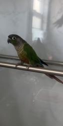 Lost Male Bird last seen Near Albemarle St. , San Diego, CA 92139