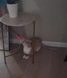Lost Male Cat last seen 13 mile an N. MAIN st, Royal Oak, MI 48073