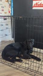 Lost Male Dog last seen Gray court , Gray Court, SC 29645