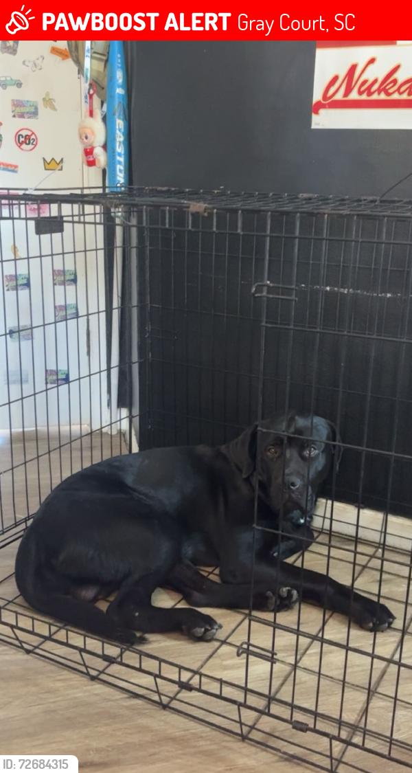 Lost Male Dog last seen Gray court , Gray Court, SC 29645