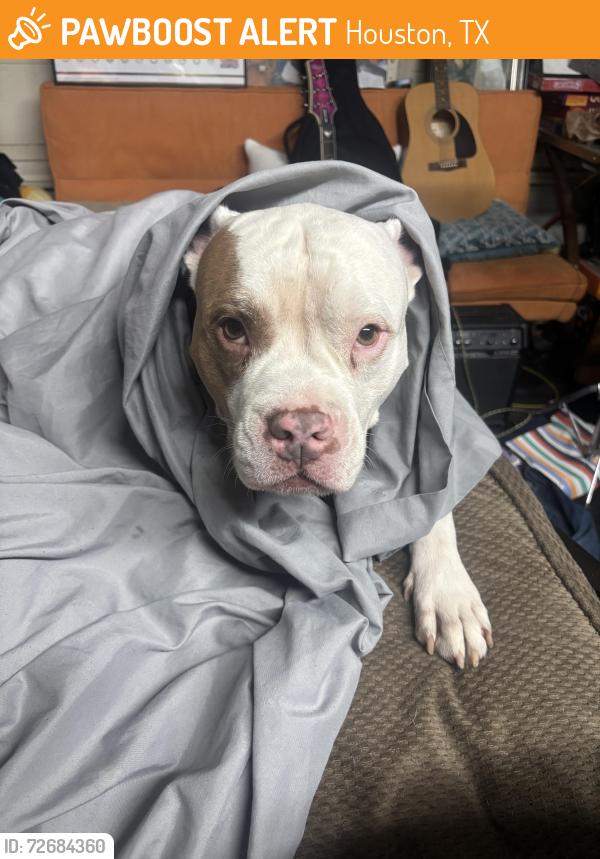 Found/Stray Male Dog last seen Near northwest fwy, Houston , Houston, TX 77040