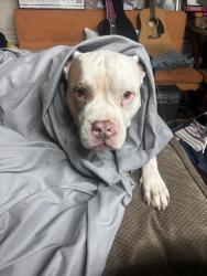 Found/Stray Male Dog last seen Near northwest fwy, Houston , Houston, TX 77040