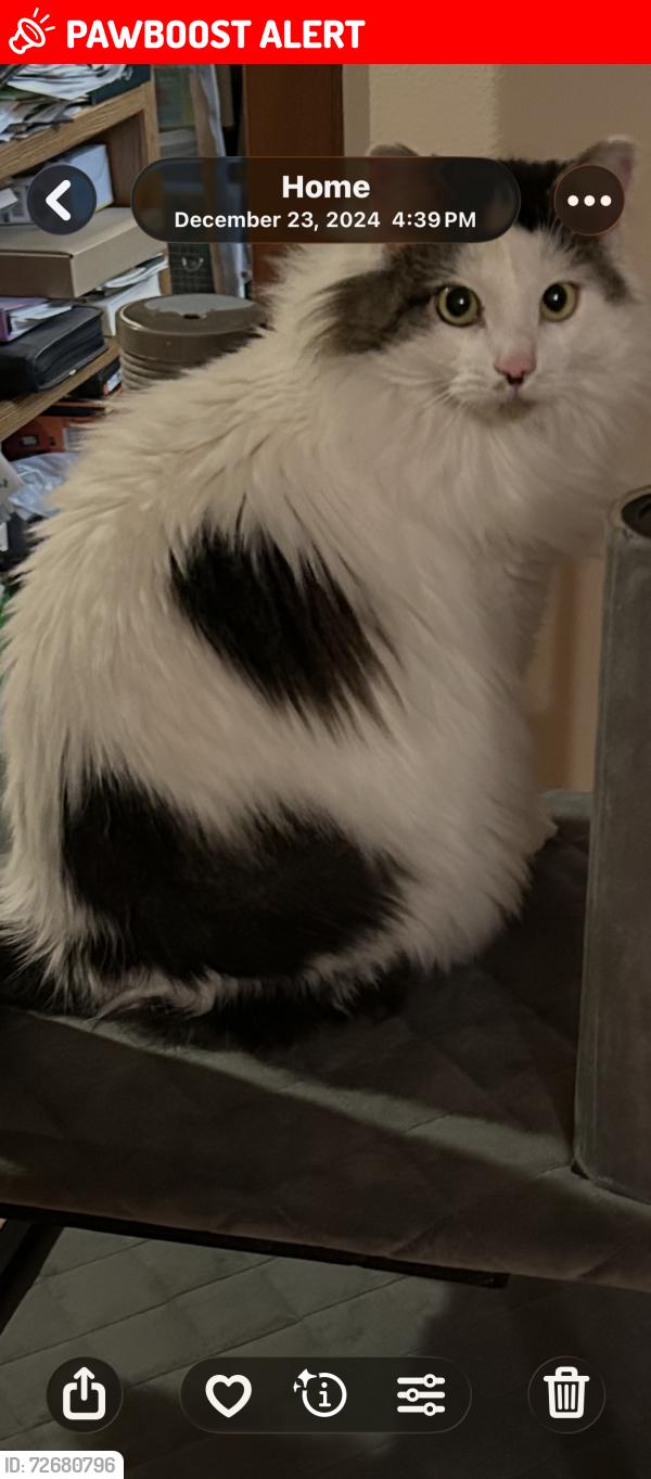 Lost Female Cat last seen 172nd St NE, 3rd, Snohomish County, WA 98223