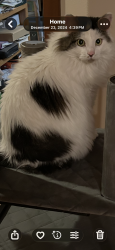 Lost Female Cat last seen 172nd St NE, 3rd, Snohomish County, WA 98223