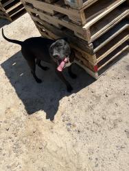 Lost Female Dog last seen Near water plant rd Zebulon nc, Zebulon, NC 27597