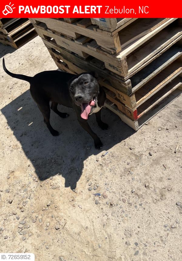Lost Female Dog last seen Near water plant rd Zebulon nc, Zebulon, NC 27597