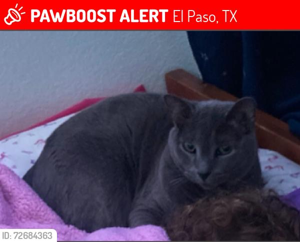 Lost Female Cat last seen Edgemere Blvd & McRae Blvd. El Paso, TX, El Paso, TX 79925