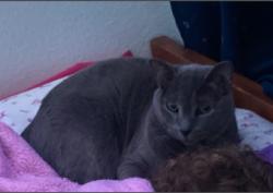 Lost Female Cat last seen Edgemere Blvd & McRae Blvd. El Paso, TX, El Paso, TX 79925