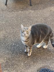 Lost Male Cat last seen Wolf river Blvd, Collierville TN, Collierville, TN 38017