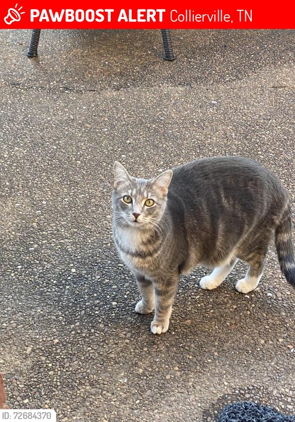 Lost Male Cat last seen Wolf river Blvd, Collierville TN, Collierville, TN 38017
