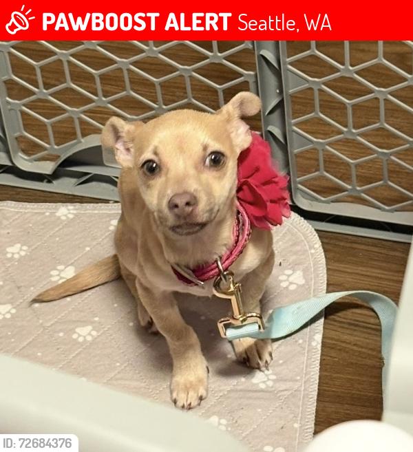 Lost Female Dog last seen 23rd Ave & cherry street , Seattle, WA 98122